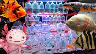 REVIEW IKAN OSKAR. PEROT. RTC. PBASS FULL PELET LAGI TURUN HARGA. STOK TERBATAS DI LAPAK BANG UMAR..