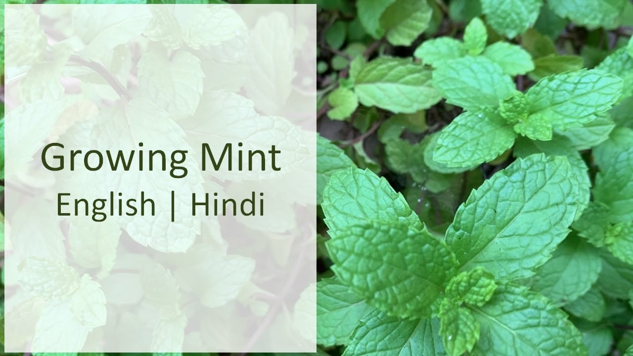 growing-mint-at-home-from-stems-english-hindi-pudina-plant-from