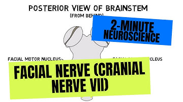 2-Minute Neuroscience: Facial Nerve (Cranial Nerve VII)