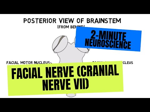 2-Minute Neuroscience: Facial Nerve (Cranial Nerve VII)