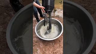 She Used a Secret Trap IN The Pond and Caught Big Fish! 🐟 😳 #shortsvideo #fishing
