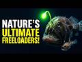 The Scale of Exploitation: The Fascinating World of Parasitism Explained
