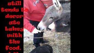 Apple Jack and Chocolate Puddin' - Cultured Donkeys