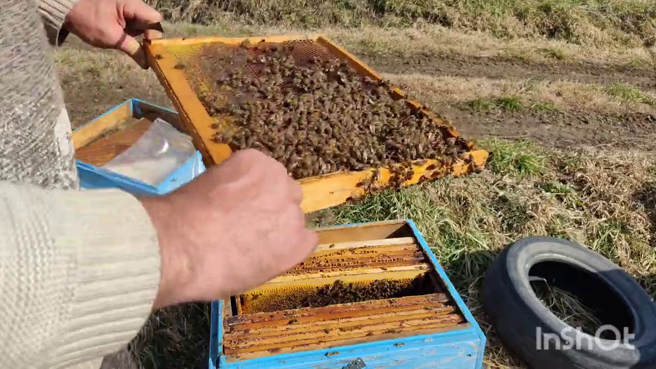 Пчелосемьями купить краснодарский. Пчела Краснодарского края. Пчеловоды Кубани группа. Питомники пчел в Краснодарском крае. Большие пчелы в Краснодарском крае.