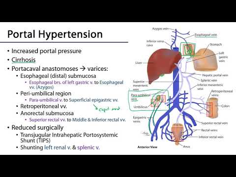 Hepatic Portal System - M1 S10 Stomach, Liver, and Spleen
