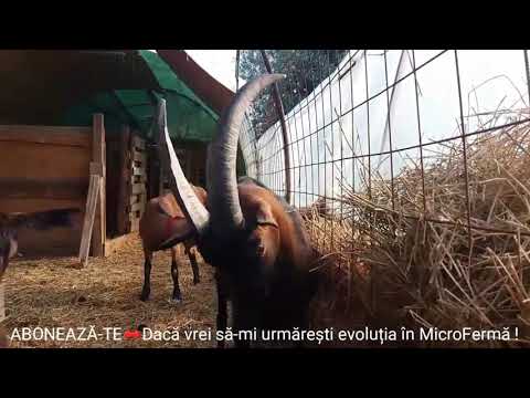 Chévre Alpines France شاهد فحل الألبين الفرنسي الأصيل 