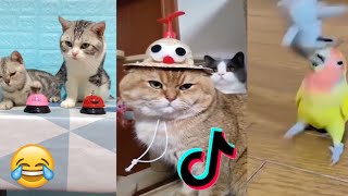 ZKUS SE NESMÁT! - Vtipná Videa ZVÍŘATA TikTok 😹: Zvířecí Speciál, Vtipné Kočky! 2020 (kompilace #3)