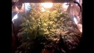Day 34 of flowering medical marijuana grow
