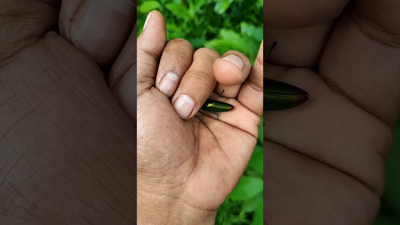 the largest shiny beetle🐞🦎🦋🐛🪱 I have ever found of its kind 