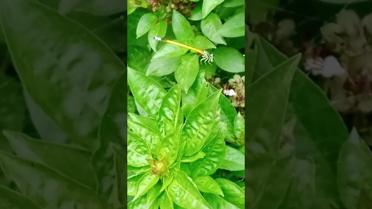 Damselfly is trying to escape from spider web. 