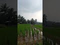 Cara Mudah Untuk Mendapatkan Udara Segar - Udara Segar Khas Persawahan #kampungku