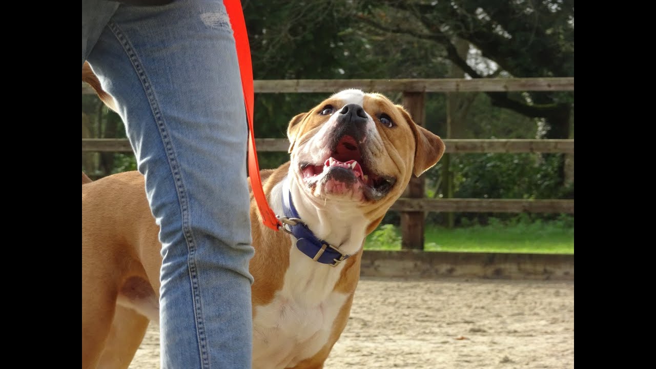 빅토리안 불독(Victorian Bulldog) : 네이버 블로그, image size:1280x720