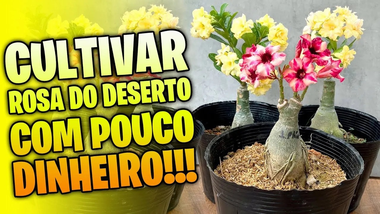 Como cultivar Rosa do Deserto gastando quase nada em 2026 (Método Simples!)