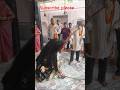 ran me kund padi mahakali #aligarh #kali #matarani #maa #trending #viral #dance #explore #shorts