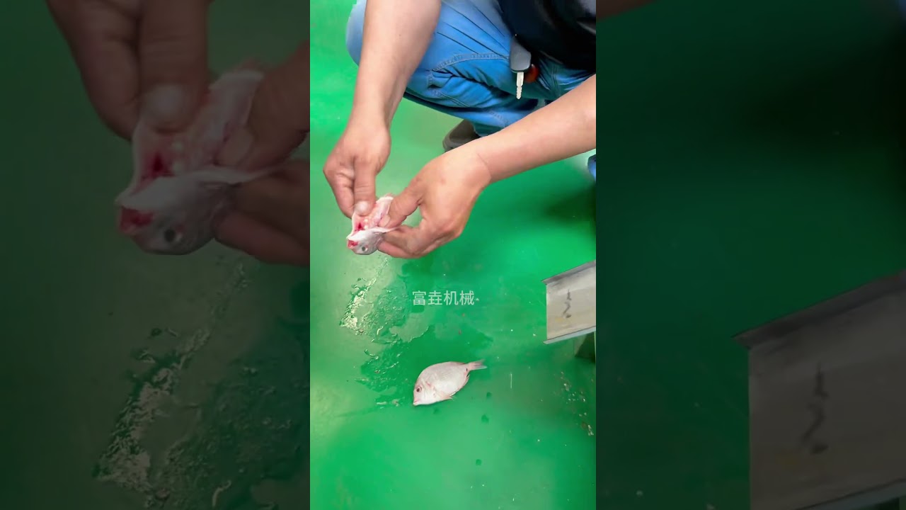 Small fish disembowelling machine. 