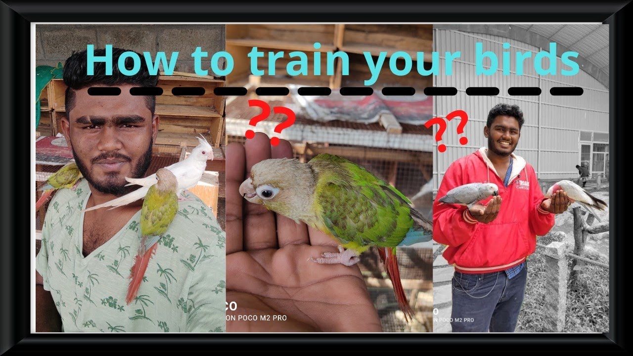How to trained your bird? [small conure](in Tamil)