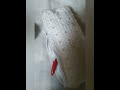 مقلمة كروشي بغرزة العمود و النصف عمود #crochet #handmade