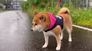 雨の早朝に起こされました［柴犬ハナちゃん］