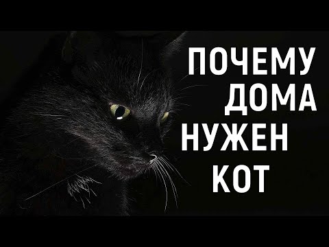 Видео: 9 причин, почему вы не должны принимать котенка