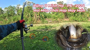 Câu cá lóc và cá trê rừng U Minh Hạ lụm luôn cá thác lác tới số | Chuyến câu cá rừng P.6 năm 2024