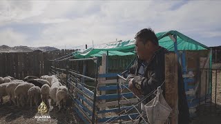 Posljedice oštre zime u Mongoliji: Teško pogođeni uzgajivači stoke