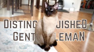 Look at this Distinguished Gentleman! | ft. Simon the Siamese Cat #shorts