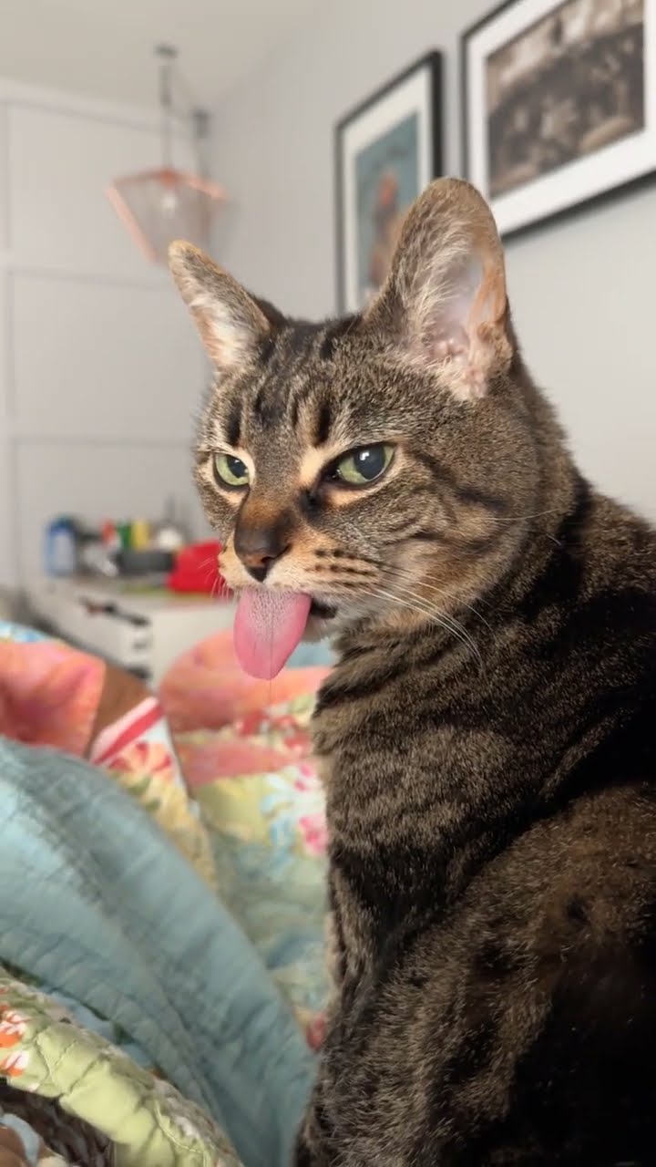 Mimi Makes the Biggest Bleps || ViralHog