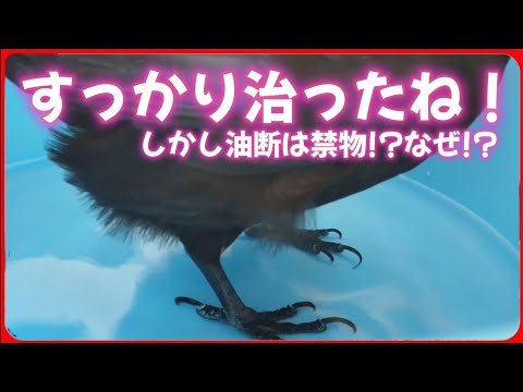 【怪我から2日】すごい回復力を見せるカラスだが油断は禁物な理由とは？20260327、カラス＆四つ足クインテット（仮）