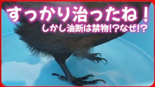 【怪我から2日】すごい回復力を見せるカラスだが油断は禁物な理由とは?20260327、カラス＆四つ足クインテット（仮）