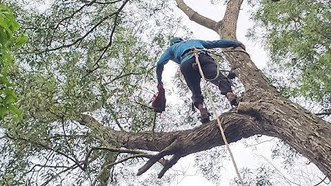 Cưa  cây  tràm  bông  vàng ,Cho chú  tám.Cưa  cây  kỷ thuật cao