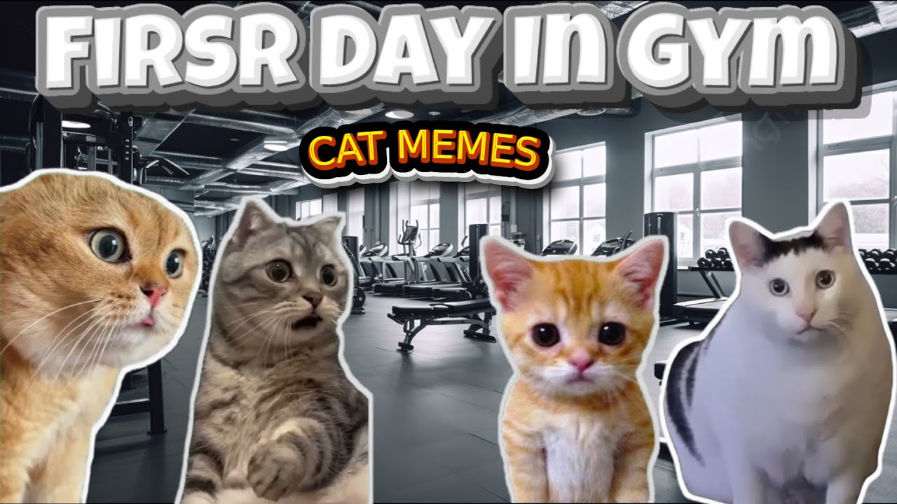 cat-memes-first-day-in-gym-youtube