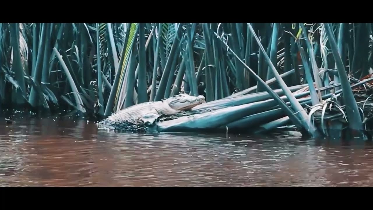 Taman Nasional Berbak Sembilang