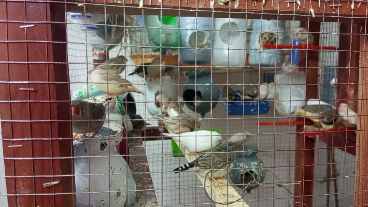 نصائح لمربين طيور زيبرا فينش