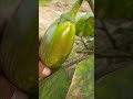 बागान में High Quality का ताजा बैंगन 🍆
