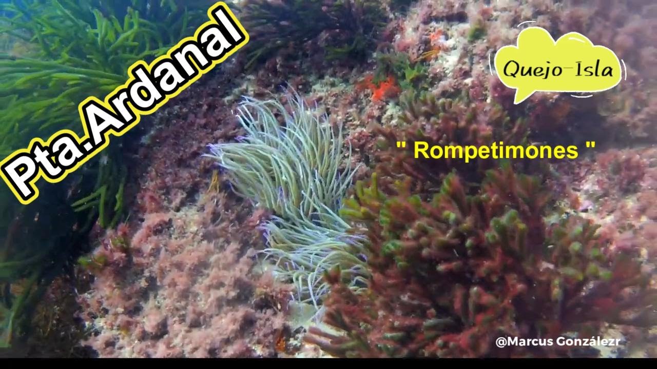 Buceo en ISLA ( Cantabria )" Rompetimones"👌