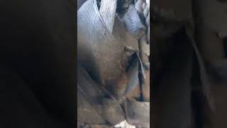 !!?? "BEWARE" !!?? "DEALERSHIP'S MAY SELL U RUST ROTTED CHASSIS VEHICLE WITH EXPIRED TIRE'S" !!??