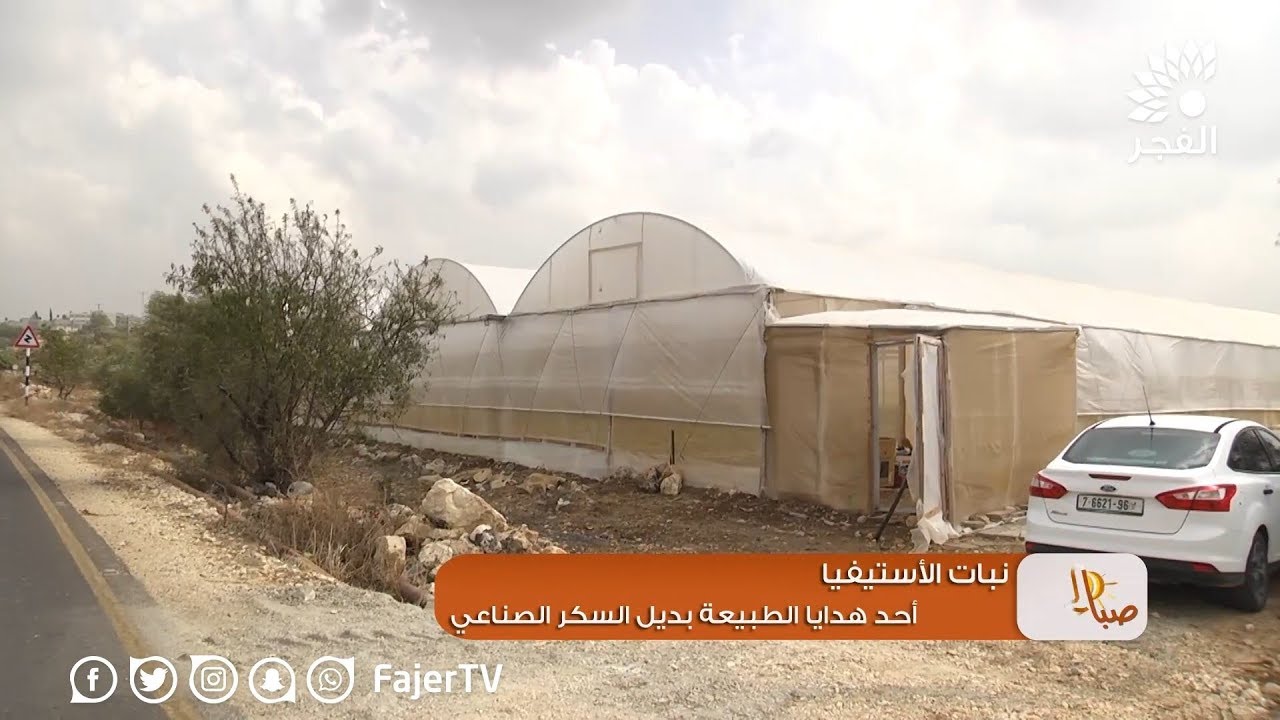 نبات الأستيفيا .. أحد هدايا الطبيعة بديل السكر الصناعي