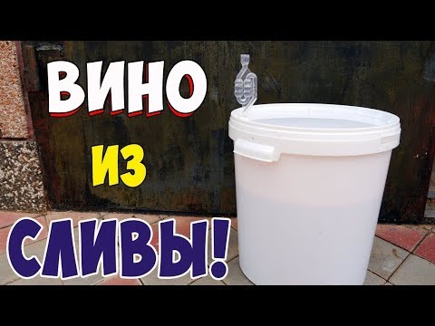 Как сделать вино из сливы в домашних условиях простой рецепт