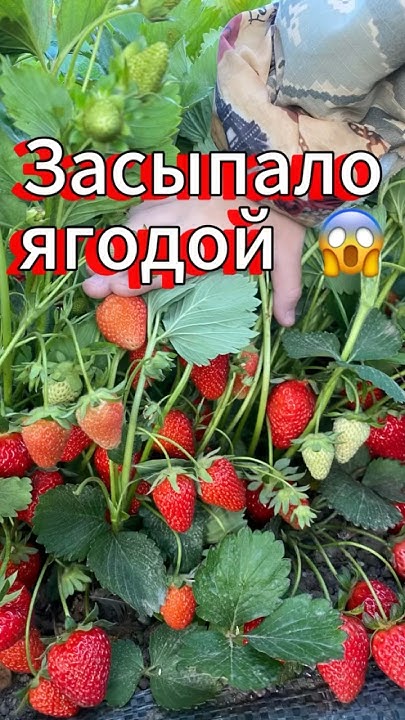 Мега урожай от клубники сорта Маригетт ️🍓 #ежевика #клубника #дача # ...