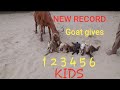 World Record Goat Gives 6 Kids in Sindh|Complete Documentary