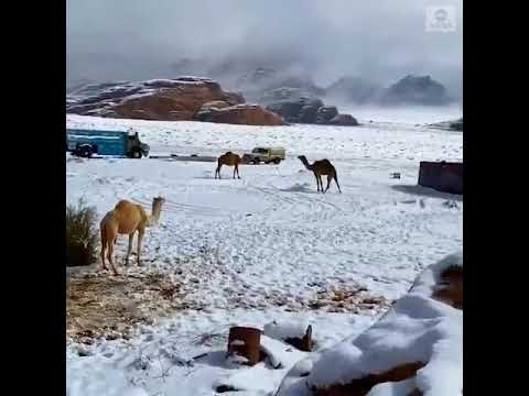 First time Snow in Suadia Arab Riyaz video 2023
