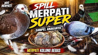 Bongkar Kandang AS JUNIOR TEAM Pekalongan Review Tuntas Merpati SUPER &amp; Cetakan Anakannya