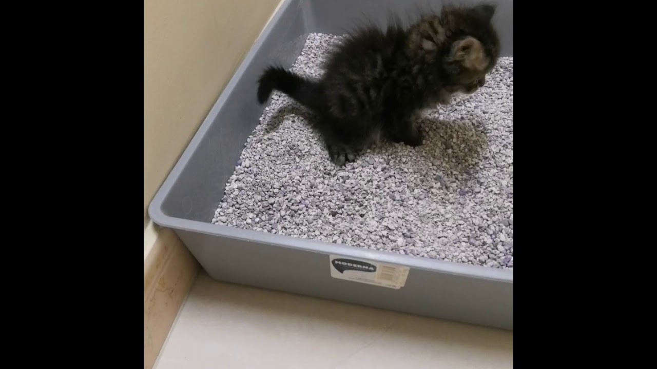 How i train my kitty to use litter box for the first time. 