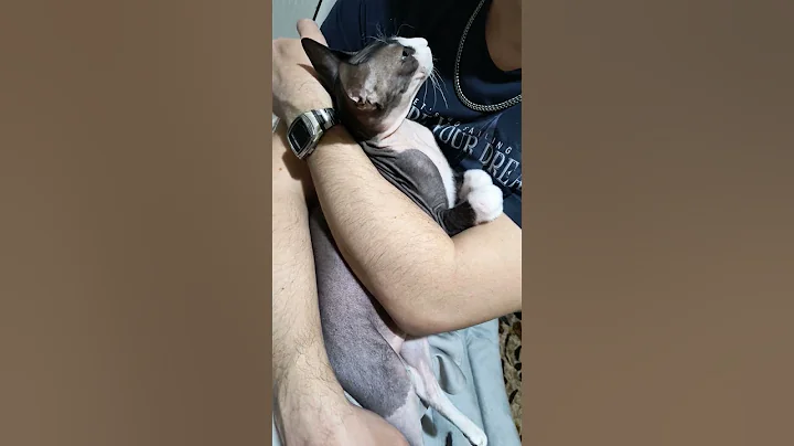 Watch the video about Cat sphinx cute #cat #catlover #sphynx #cutecat #animals