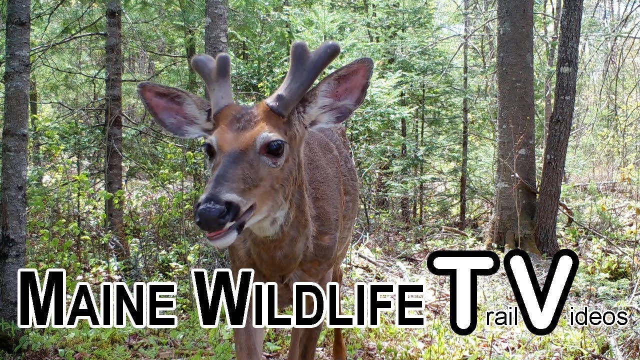 May 2025 - Maine Wildlife Trail Video