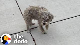 dog who mysteriously couldn t walk starts running once he