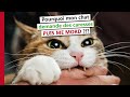 Pourquoi Mon Chat Demande Des Caresses Puis Me Mord mp3