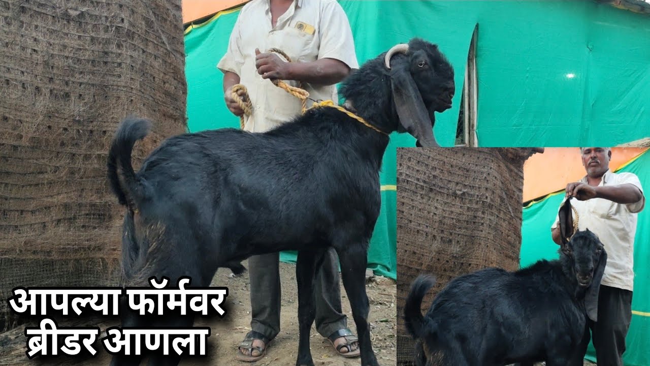 आपल्या फॉर्मवर आणला बोकड 😃8766931408 बीटल चा नर  रंधे भैय्या शेळीपालन फॉर्म 