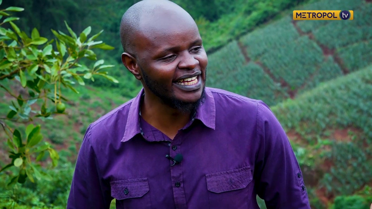 The Farm Journal | Avocado farming | Episode 2 | part 1