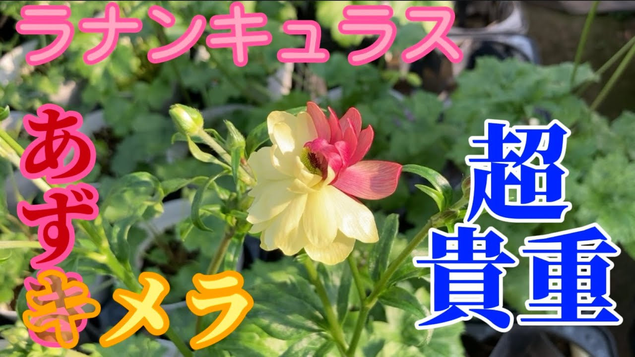 ランドセルにもキメラが【ラナンキュラス】【園芸のぶチャンネル